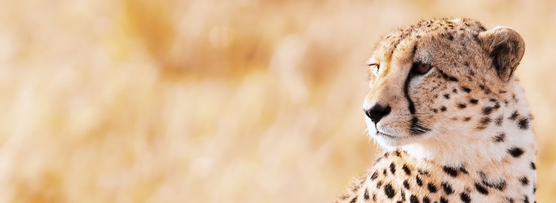 Cheetah Safari Africa